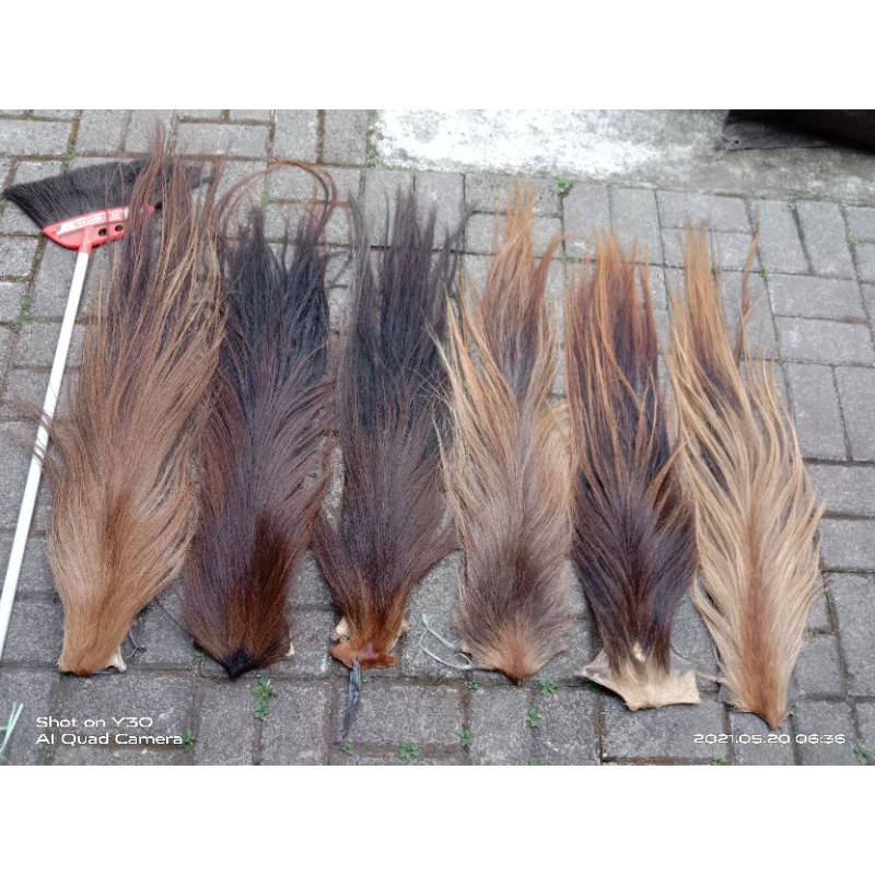 ekor kuda buntut jaran