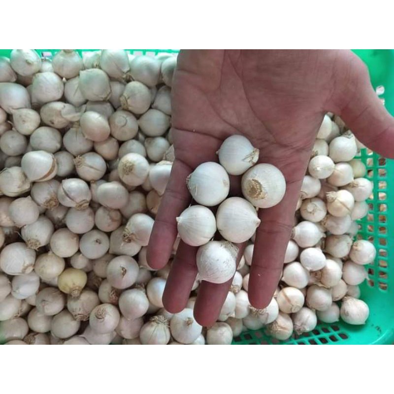 

Bawang putih lanang / kulit putih besar 1kg impor