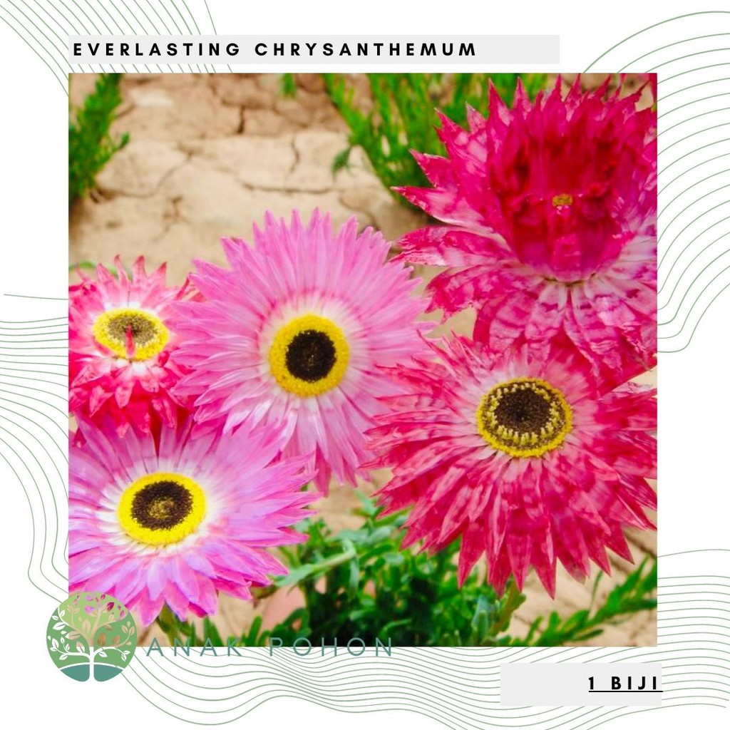 Benih Bibit Biji - Bunga Everlasting Chrysanthemum Flower Seeds - IMPORT