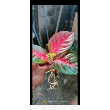 Paket Aglonema - anakan wulandari - sweetdream - LOD