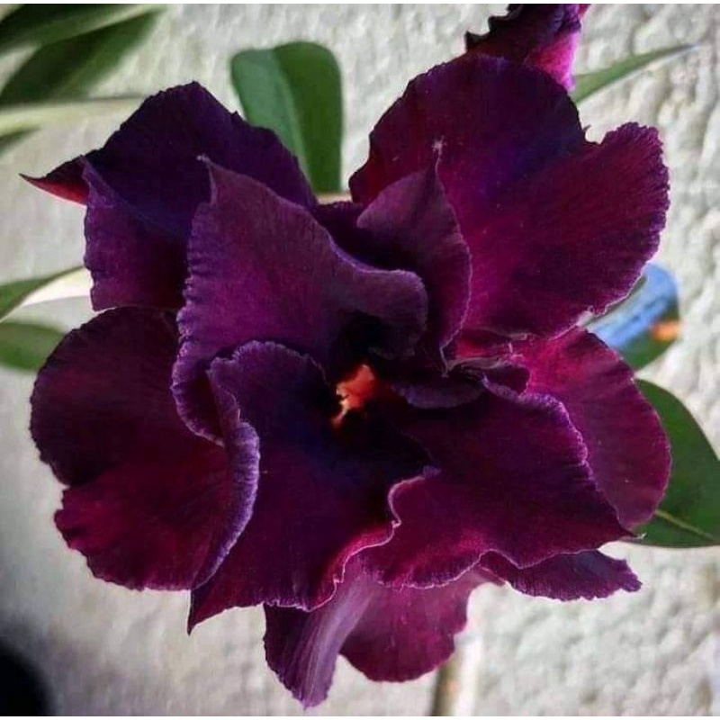 Adenium Kamboja Bunga Tumpuk Bonggol Besar