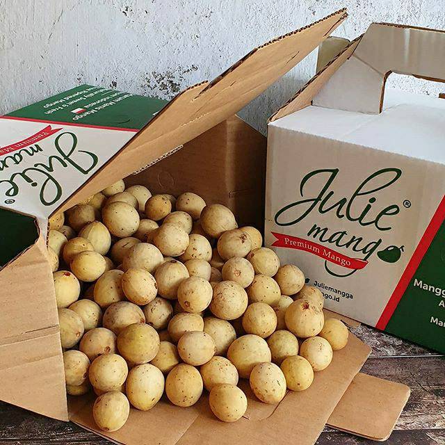 

Duku Pontianak SEGAR dan MANIS dari Julie Mango Ada yang Sebesar Bola Ping Pong atau Telur Ayam