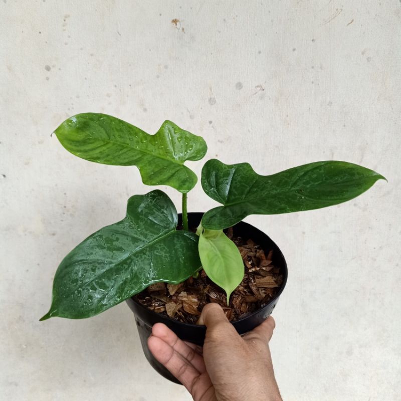 Philodendron Bipennifolium / Philodendron Violin