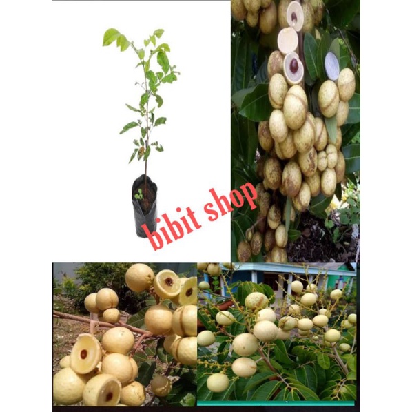 bibit kelengkeng matalada super tinggi 60-70cm