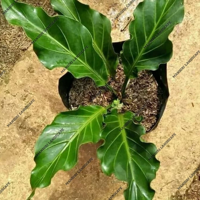 PROMO Tanaman Hias Anthurium Gelombang Cinta -Tanaman hidup-bunga hidup murah