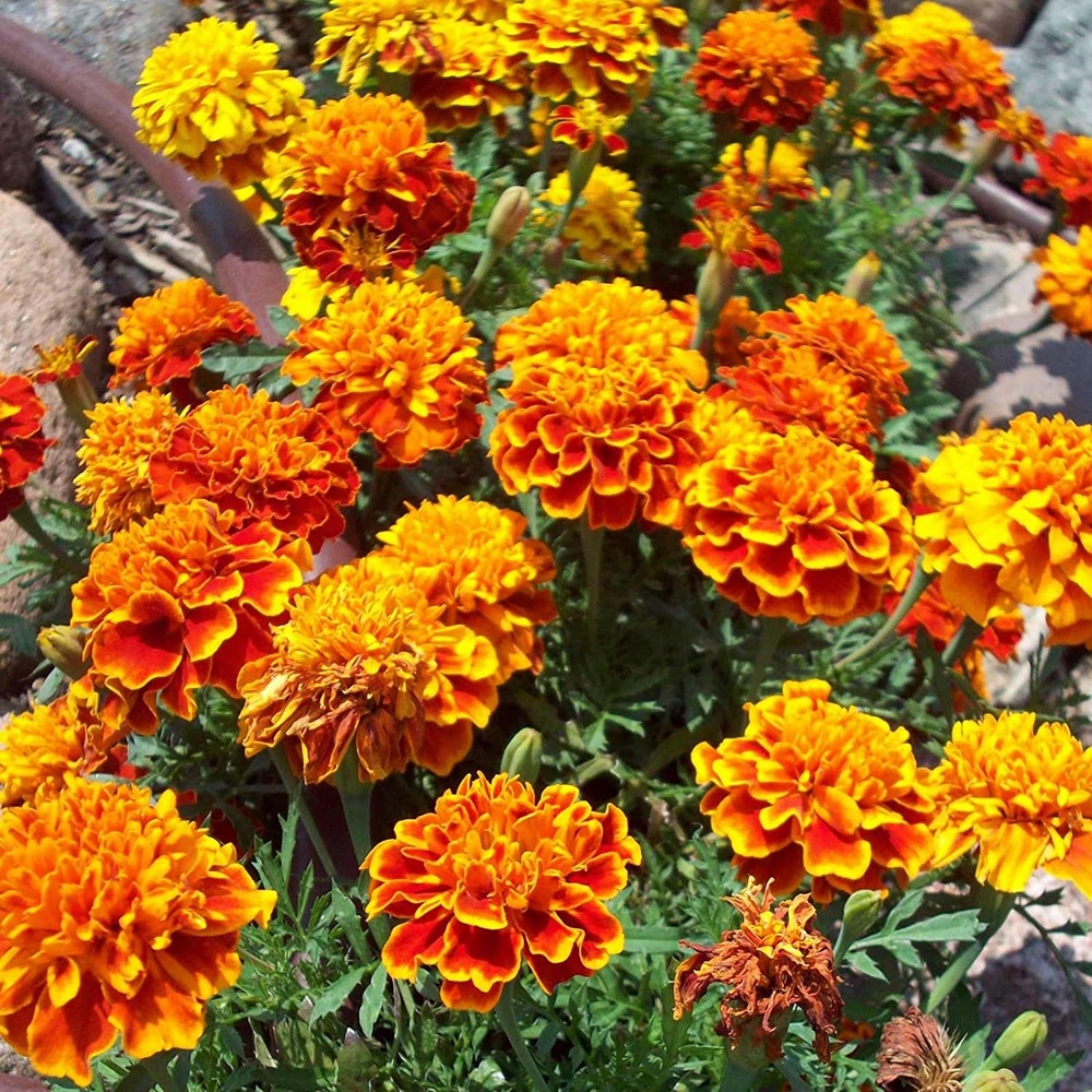 10 Seeds - Marigold Petite Mixture Biji Bunga - SR0204