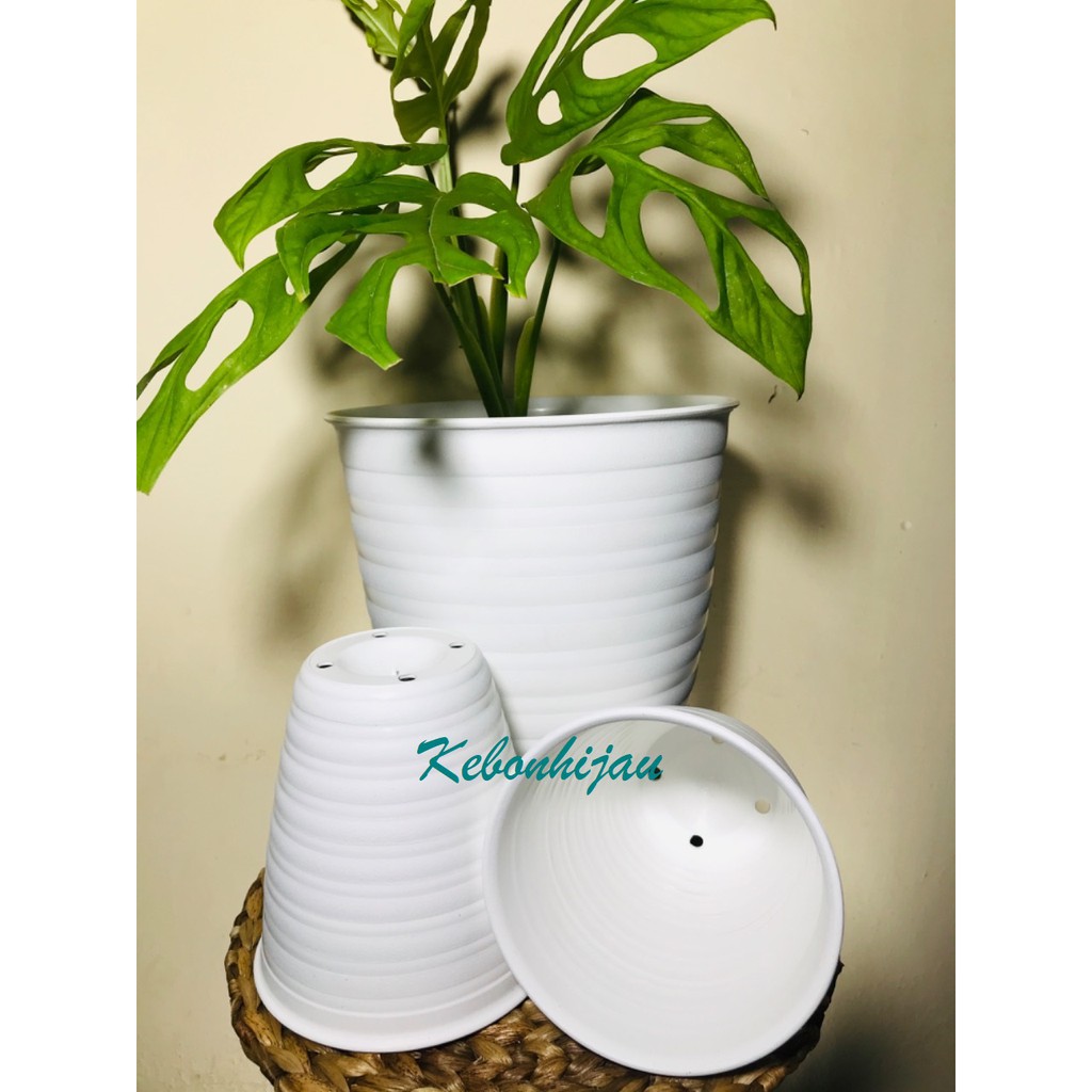 Pot Tawon Pirus 15 / Tirus 15 Cm / Pot Tawon Tirus 15 cm / Grosir Pot