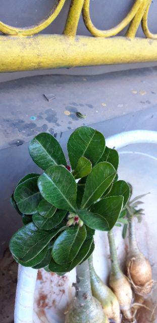 Bibit Bunga Kamboja Jepang