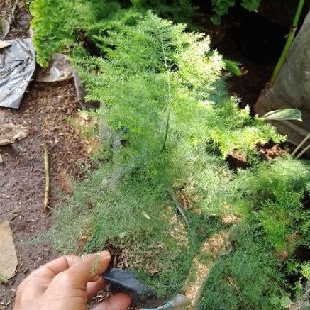 Tanaman hias Asparagus Plumosus/tanaman hias Asparagus plumosus