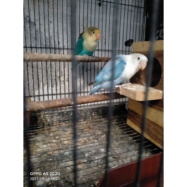 Anakan Lovebird lolohan PB