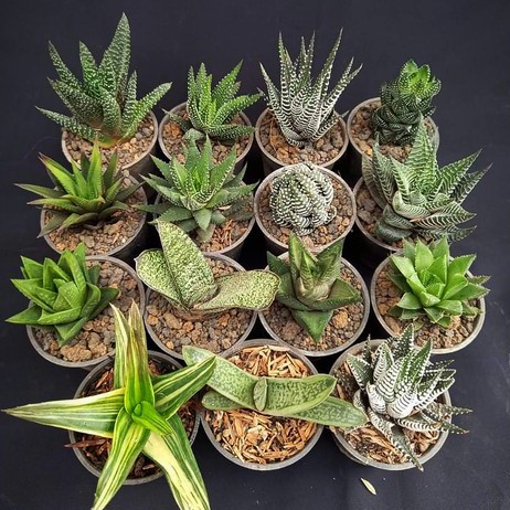 paket haworthia gasteria aloe 20 pcs 10 pcs ukuran besar
