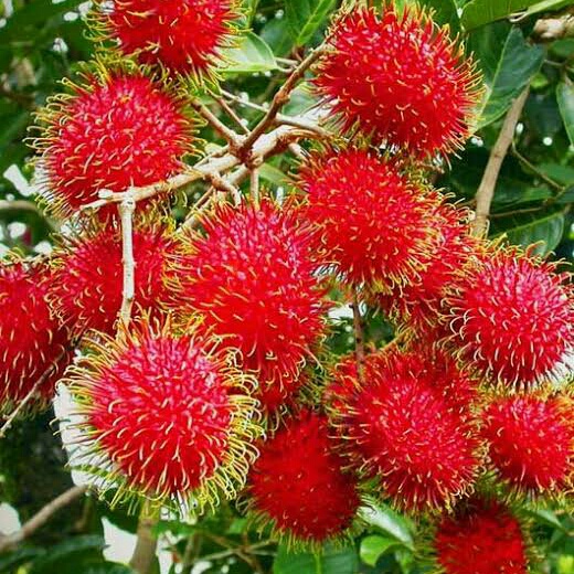 bibit rambutan binjai okulasi