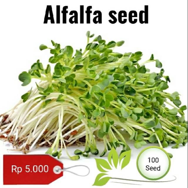 Benih alfalfa 50 seed