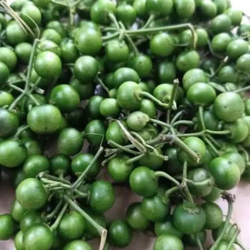 

termurah lalapan lenca per 1kg di petik langsung dari kebun