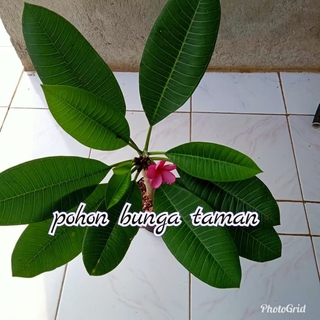 tanaman hias Kamboja merah/pohon Kamboja Bali bunga merah ...