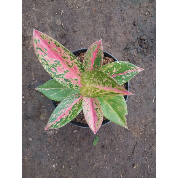 Aglaonema Happiness cantik