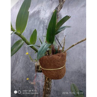 Pot anggrek  sabut kelapa Pot bunga sabut kelapa Pot 