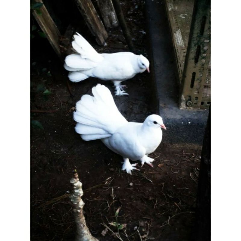MERPATI KIPAS / MERPATI HIAS / MERPATI PUTIH Pesanan Paket Breeding Khusus (PERPASANG) + Paket Jasa 