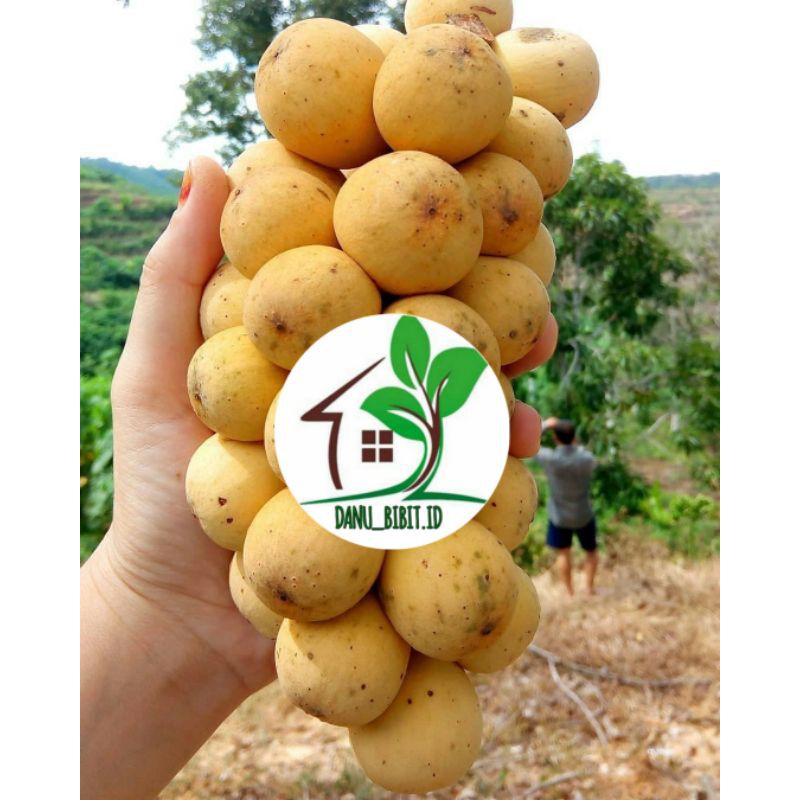 bibit buah duku Palembang/tanpa biji (bisa cod)