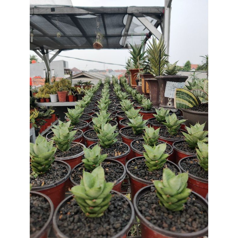 SANSEVIERA HYBRID "PAGODA"