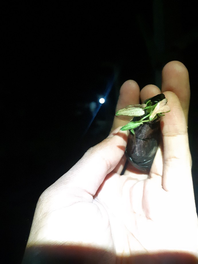 Tanaman Hias Pilodendron Plorida Gostd Min /merpati