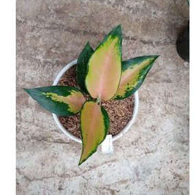 aglonema kocin tembaga & dud white