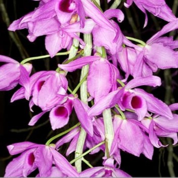 Anggrek Dendrobium Anosmum Gigantea Dewasa