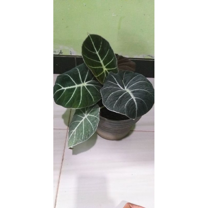 Alocasia Velvet dewasa/Black Ninja