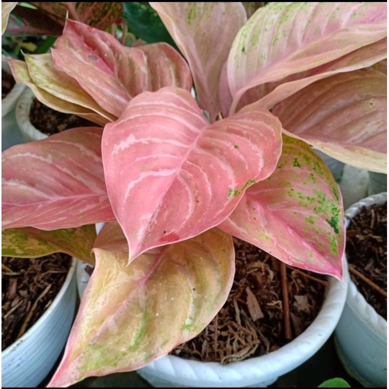 Bibit Bonggol Aglonema Bidadari Mutasi