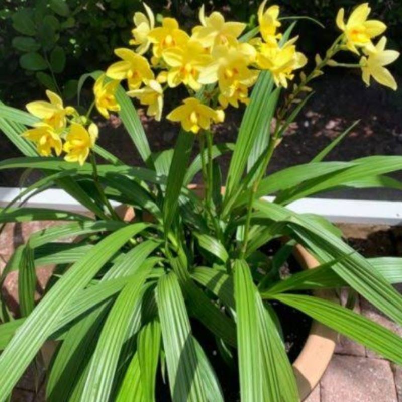 tanaman hias anggrek tanah bibit tanaman hias bunga anggrek tanah cantik bibit tanaman anggrek tanah