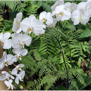 Tanaman Anggrek Bulan Murah Tanaman Hias Bunga Anggrek Putih