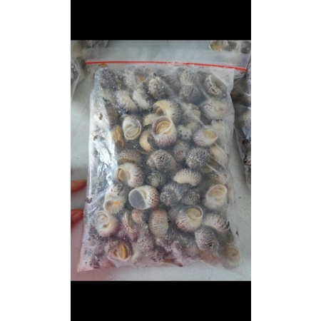 

siput bulan 1kg