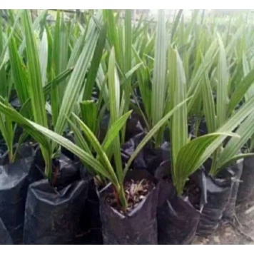 Bibit buah tanaman kurma tropis indonesia Unggulan