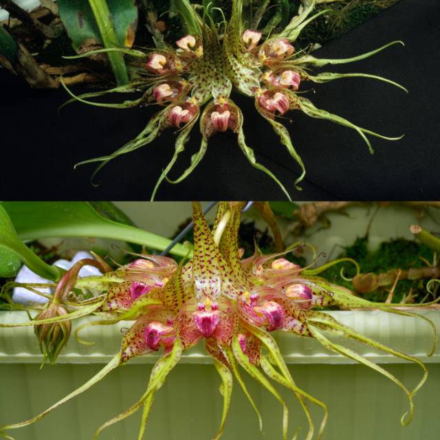 Anggrek bulbophyllum binnendijkii