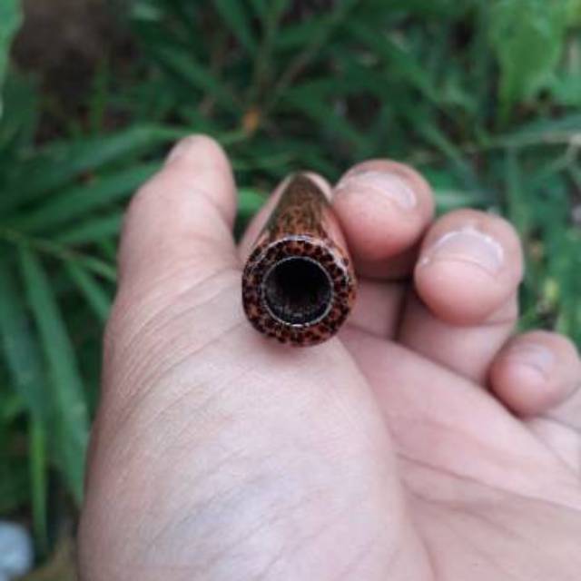 Pipa rokok once cangklong kayu kelapa grade B