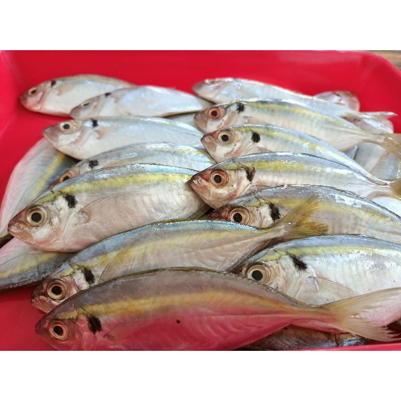 

Ikan Selar isi 14-16 ekor per 500gram