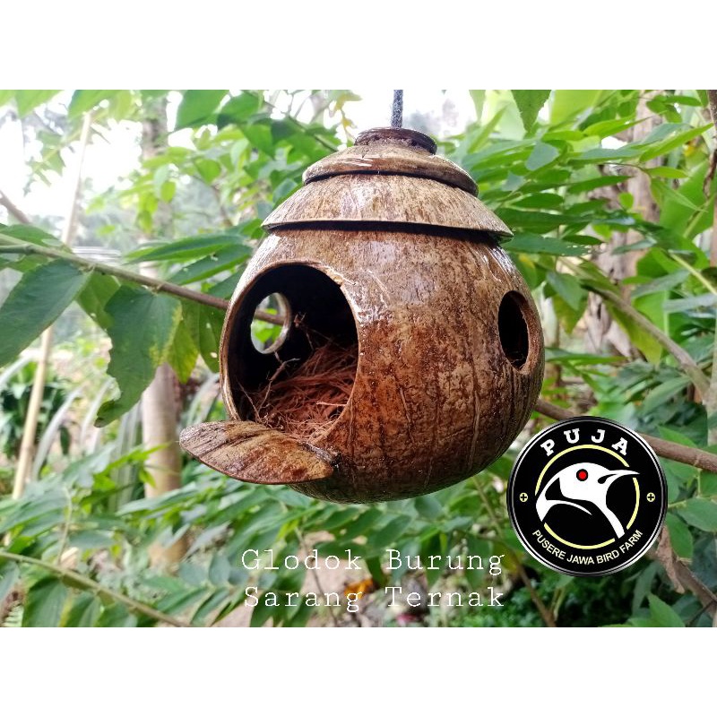 GLODOK BURUNG BATOK KELAPA TEMPAT SARANG BERTELUR BURUNG LOVEBIRD/KENARI /CIBLEK/PLECI