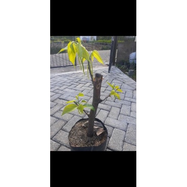 Bibit Long Murbei Bonsai BERBUAH