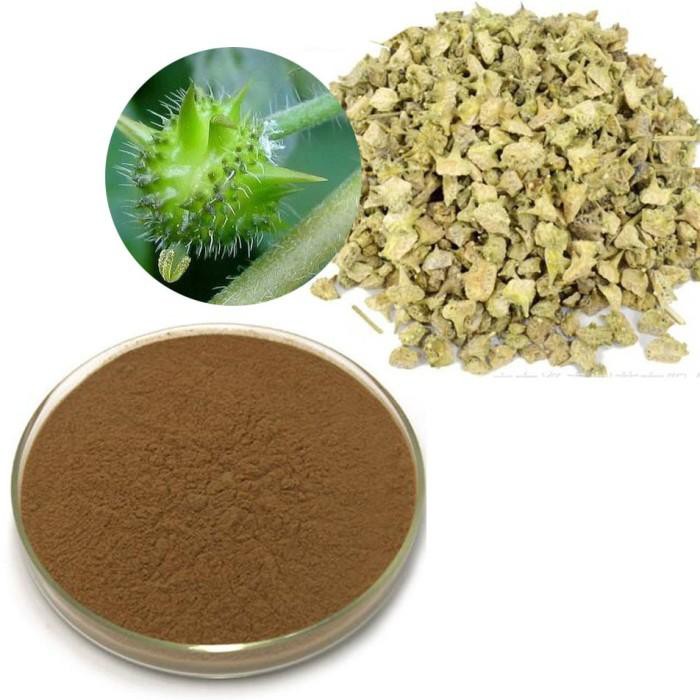 

TRIBULUS TERRETRIS EXTRACT POWDER ALAMI TANPA KIMIA BUBUK 50GR