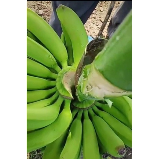 susruk pisang / alat sisir pisang / pisau sisir pisang