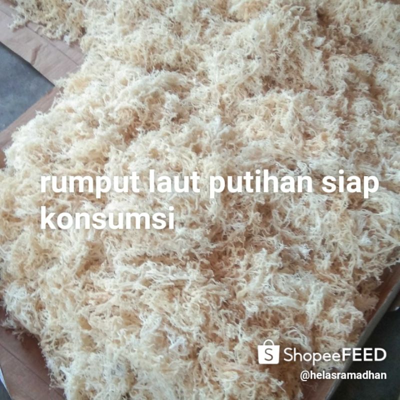 

rumput laut putihan siap konsumsi