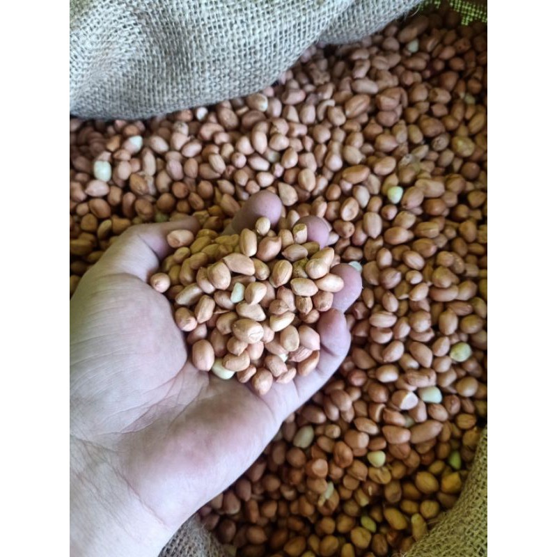 

Kacang Tanah India Import 500Gram Grade A Fresh