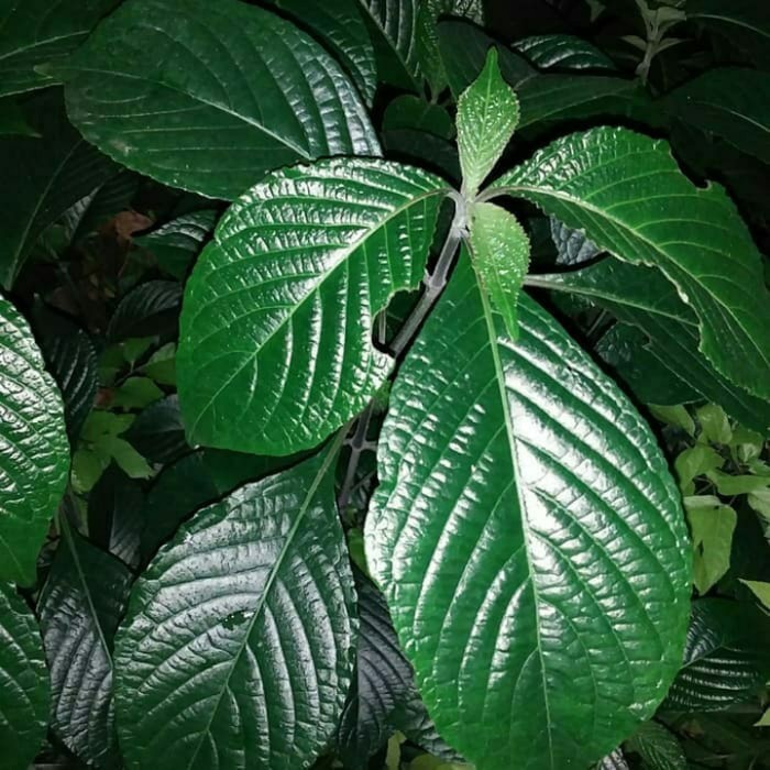 

Daun keji beling segar COD