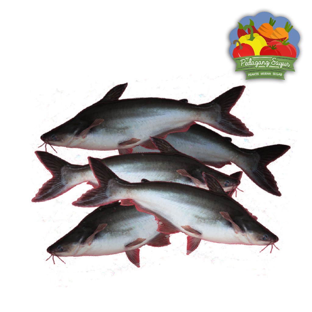 

Ikan Patin Segar - Per Ekor 500 Gram