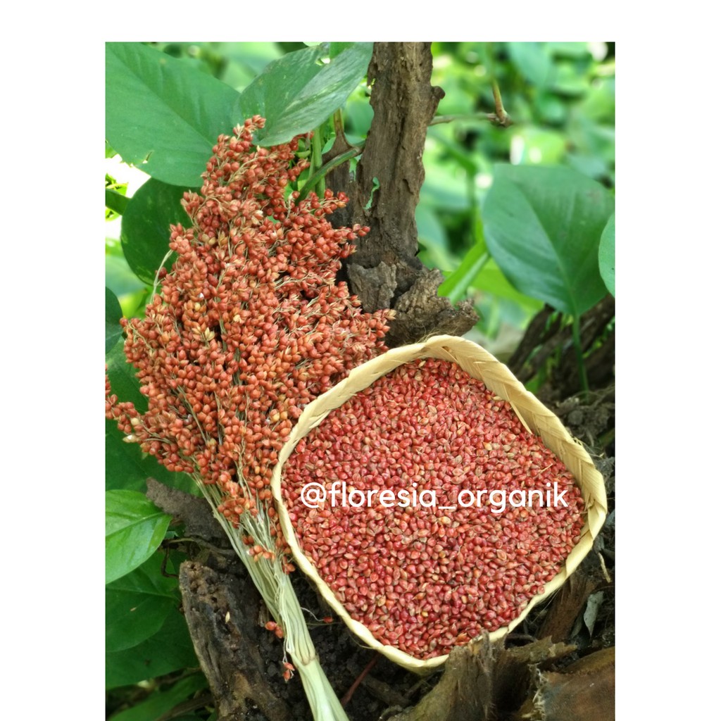 

Whole Grain Sorgum Organik (Merah/Mix) Murah 1kg