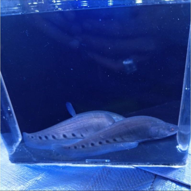 ikan belida bangkok