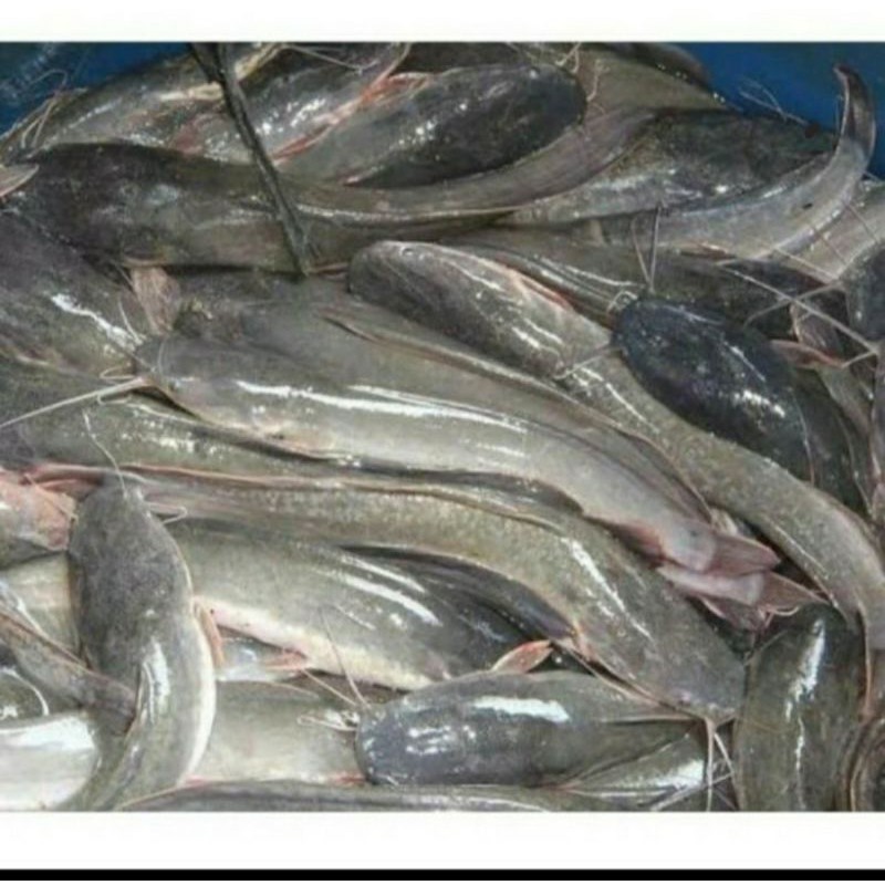 

Ikan Lele segar 1kg