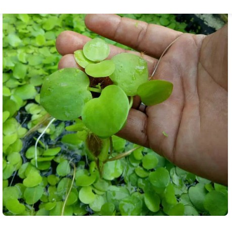 Frogbit Obral Murah Meriaah