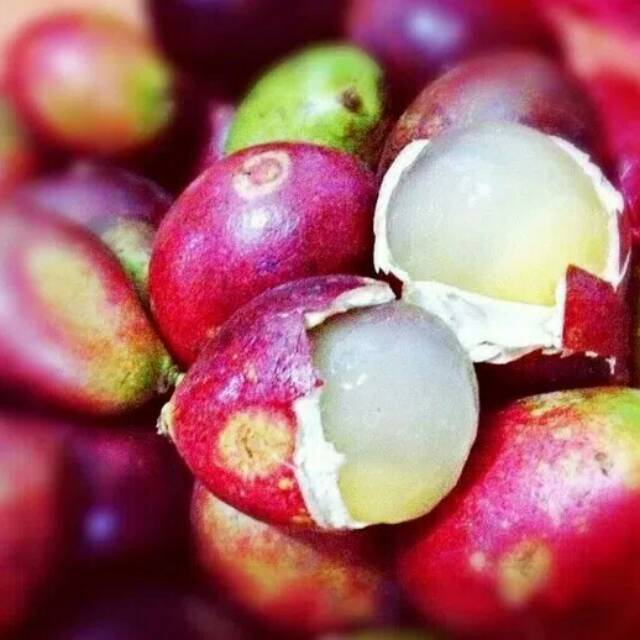 Bibit pohon matoa/buah matoa