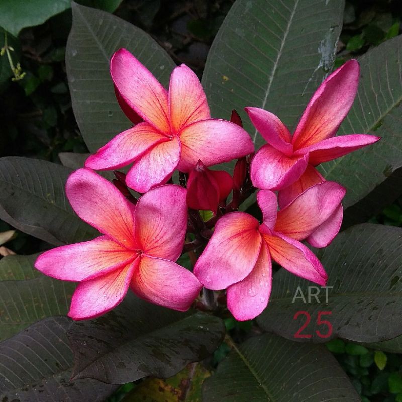 

Plumeria Pink Black Leaf Kamboja Bali Cutting